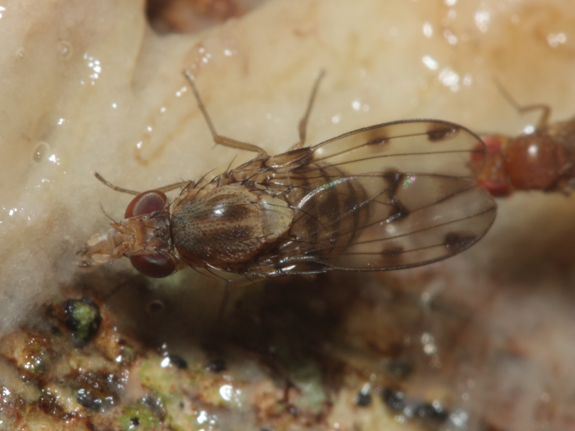 Drosophila obatai, Manuwai Gulch.